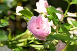 Rosa the fairy (struikroos) - afbeelding 7