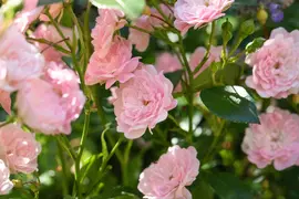 Rosa the fairy (struikroos) - afbeelding 8