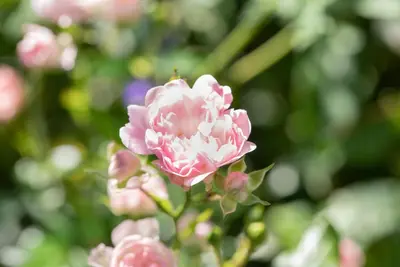 Rosa the fairy (struikroos) - afbeelding 9