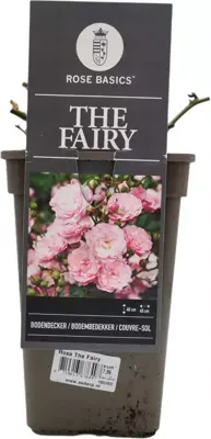 Rosa the fairy (struikroos) - afbeelding 1