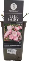 Rosa the fairy (struikroos) - afbeelding 1