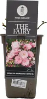 Rosa the fairy (struikroos) - afbeelding 1