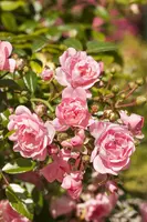 Rosa the fairy (struikroos) - afbeelding 3