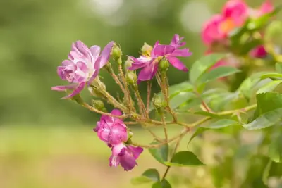 Rosa veilchenblau (Klimroos) 50-60 cm - afbeelding 4
