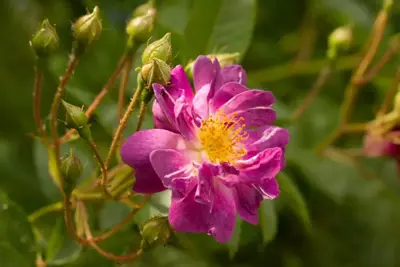 Rosa veilchenblau (Klimroos) 50-60 cm - afbeelding 5