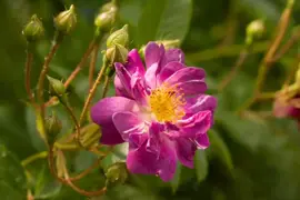 Rosa veilchenblau (Klimroos) 50-60 cm - afbeelding 5