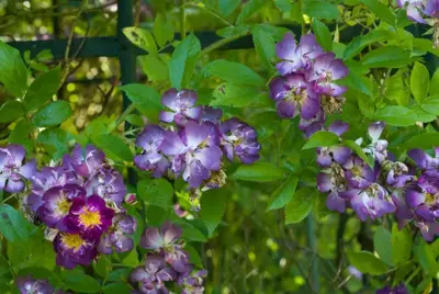 Rosa veilchenblau (Klimroos) 50-60 cm - afbeelding 2