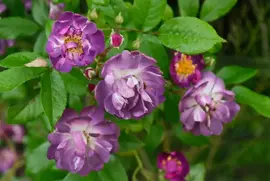 Rosa veilchenblau (Klimroos) 50-60 cm - afbeelding 3