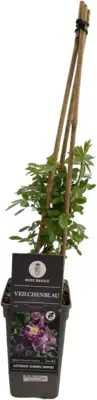 Rosa veilchenblau (Klimroos) 50-60 cm - afbeelding 1