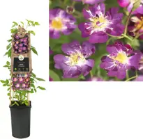 Rosa 'Veilchenblau' (Klimroos) klimplant - afbeelding 1