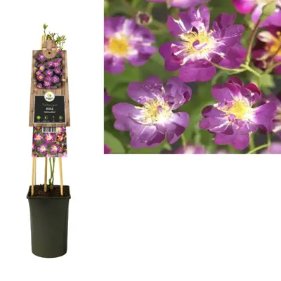 Rosa 'Veilchenblau' (Klimroos) klimplant - afbeelding 2