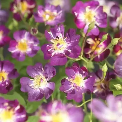 Rosa 'Veilchenblau' (Klimroos) klimplant 75cm - afbeelding 3