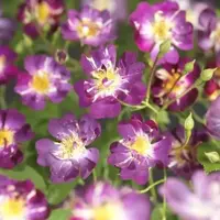 Rosa 'Veilchenblau' (Klimroos) klimplant 75cm - afbeelding 3