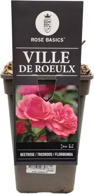 Rosa ville de roeulx (struikroos) 35 cm - afbeelding 1