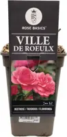 Rosa ville de roeulx (struikroos) 35 cm - afbeelding 1