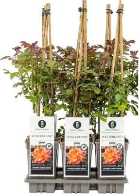 Rosa 'Westerland'® (Roos) 40cm - afbeelding 1