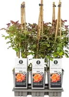 Rosa 'Westerland'® (Roos) 40cm - afbeelding 1