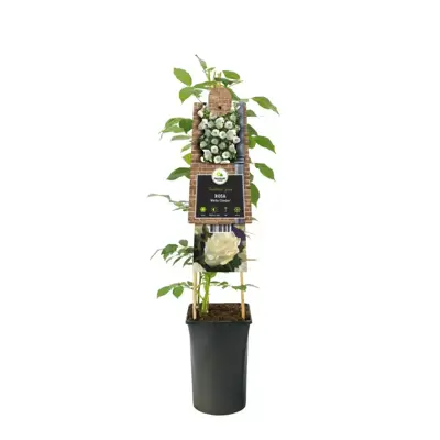 Rosa 'White Climber' (Klimroos) klimplant - afbeelding 2