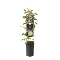 Rosa 'White Climber' (Klimroos) klimplant - afbeelding 2