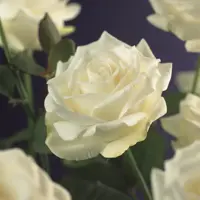 Rosa 'White Climber' (Klimroos) klimplant - afbeelding 4