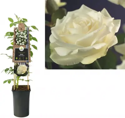 Rosa 'White Climber' (Klimroos) klimplant 75cm - afbeelding 1