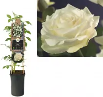 Rosa 'White Climber' (Klimroos) klimplant 75cm - afbeelding 1