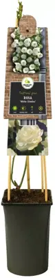 Rosa 'White Climber' (Klimroos) klimplant - afbeelding 3