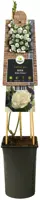 Rosa 'White Climber' (Klimroos) klimplant - afbeelding 3
