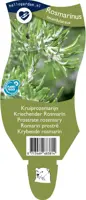 Rosmarinus (Kruiprozemarijn) - afbeelding 1