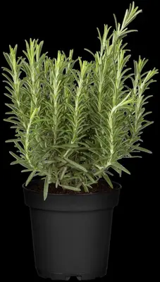 Rosmarinus officinalis 'Abraxas' (Rozemarijn 'Abraxas') - afbeelding 1