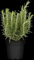 Rosmarinus officinalis 'Abraxas' (Rozemarijn 'Abraxas') - afbeelding 1