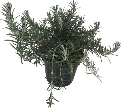 Rosmarinus officinalis 'Prostratus' (Kruip rozemarijn) ø14 cm - afbeelding 1