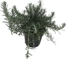 Rosmarinus officinalis 'Prostratus' (Kruip rozemarijn) ø14 cm - afbeelding 1