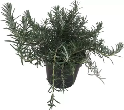 Rosmarinus officinalis 'Prostratus' (Kruip rozemarijn) ø14 cm - afbeelding 1