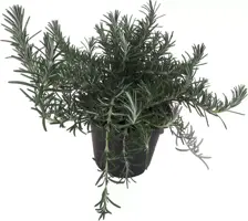 Rosmarinus officinalis 'Prostratus' (Kruip rozemarijn) ø14 cm - afbeelding 1