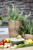 Rosmarinus officinalis 'Prostratus' (Rozemarijn 'Prostratus') - afbeelding 3