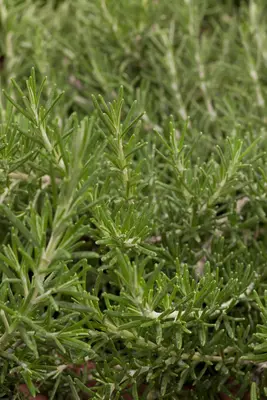 Rosmarinus officinalis 'Prostratus' (Rozemarijn 'Prostratus') - afbeelding 4