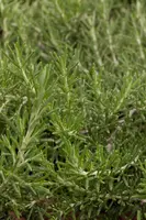 Rosmarinus officinalis 'Prostratus' (Rozemarijn 'Prostratus') - afbeelding 4