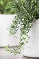 Rosmarinus officinalis 'Prostratus' (Rozemarijn 'Prostratus') - afbeelding 6