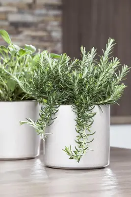 Rosmarinus officinalis 'Prostratus' (Rozemarijn 'Prostratus') - afbeelding 7
