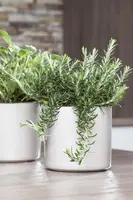 Rosmarinus officinalis 'Prostratus' (Rozemarijn 'Prostratus') - afbeelding 7