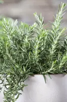 Rosmarinus officinalis 'Prostratus' (Rozemarijn 'Prostratus') - afbeelding 8