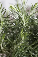 Rosmarinus officinalis 'Prostratus' (Rozemarijn 'Prostratus') - afbeelding 11