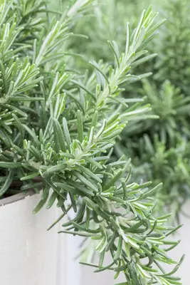 Rosmarinus officinalis 'Prostratus' (Rozemarijn 'Prostratus') - afbeelding 13