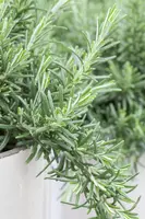 Rosmarinus officinalis 'Prostratus' (Rozemarijn 'Prostratus') - afbeelding 13