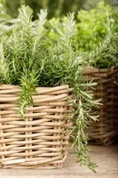 Rosmarinus officinalis 'Prostratus' (Rozemarijn 'Prostratus') - afbeelding 20