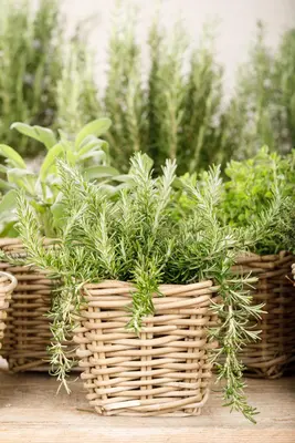 Rosmarinus officinalis 'Prostratus' (Rozemarijn 'Prostratus') - afbeelding 21
