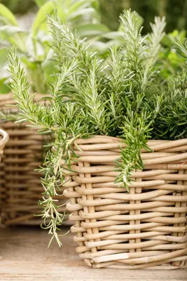 Rosmarinus officinalis 'Prostratus' (Rozemarijn 'Prostratus') - afbeelding 22