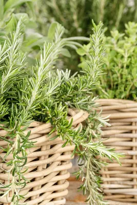 Rosmarinus officinalis 'Prostratus' (Rozemarijn 'Prostratus') - afbeelding 26