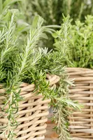 Rosmarinus officinalis 'Prostratus' (Rozemarijn 'Prostratus') - afbeelding 26